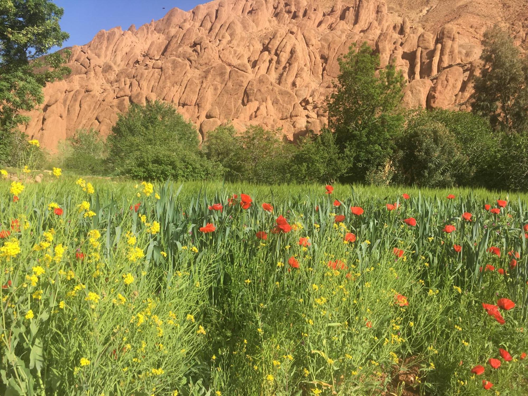 Tafsut Dades Guesthouse Stay With Locals Tamellalt  Kültér fotó